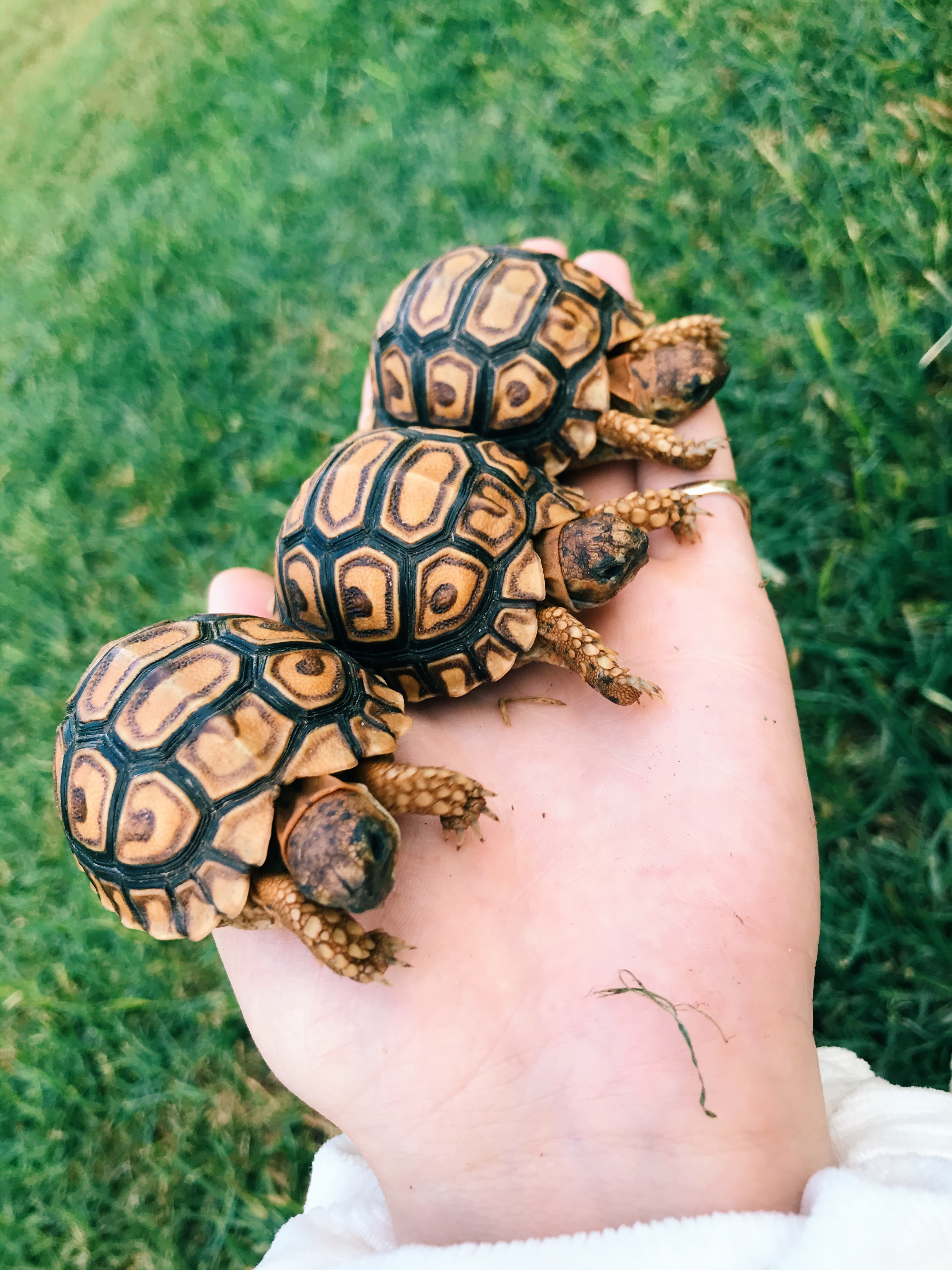 Baby Tortoises